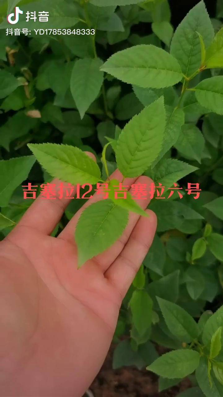 吉塞拉六号砧木苗吉塞拉12号砧木热门