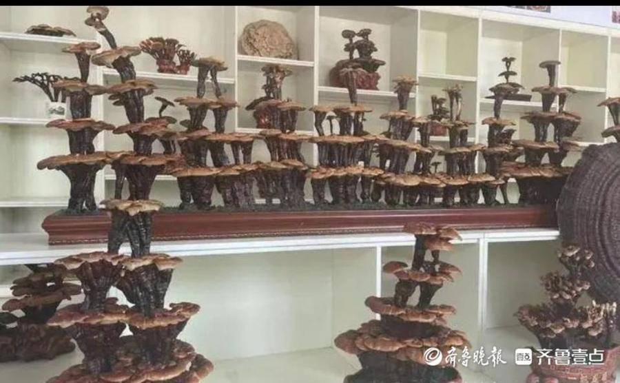 冠县灵芝浑身是宝,灵芝盆景能变“聚宝盆”_店子镇_董学堂_种植