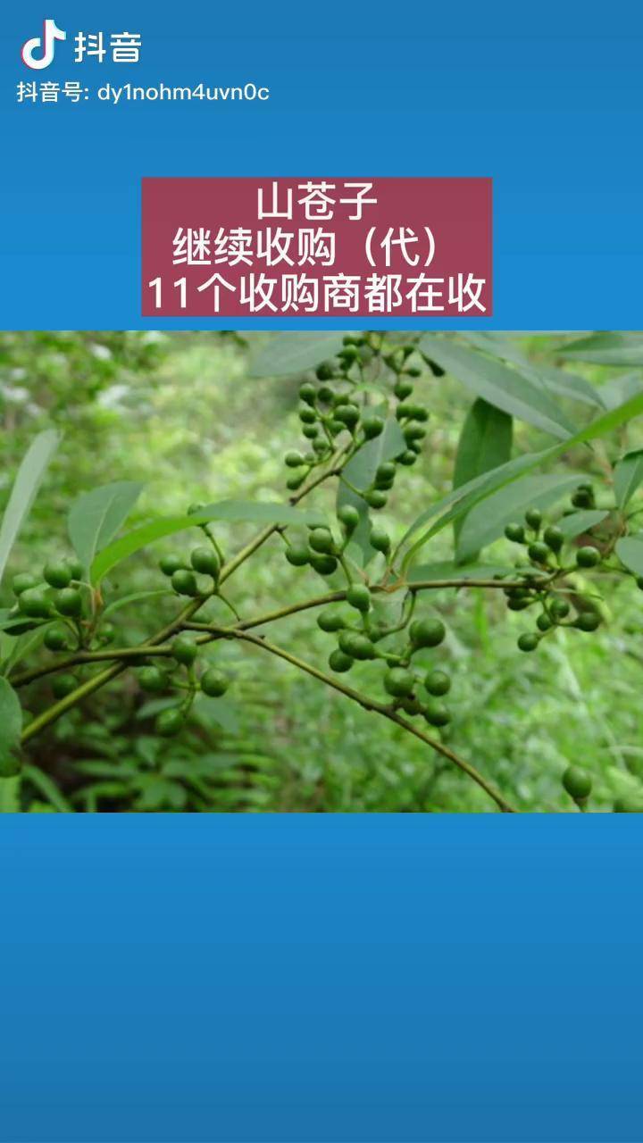 山苍子继续大量收购中代发收购商很多总有一个你需要中药材农产品抖音