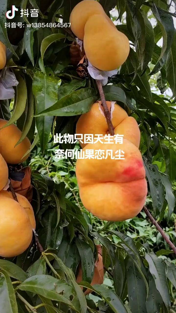 瑞盘101晚熟毛蟠桃个个大果形脆甜可口产量高桃树苗蟠桃苗