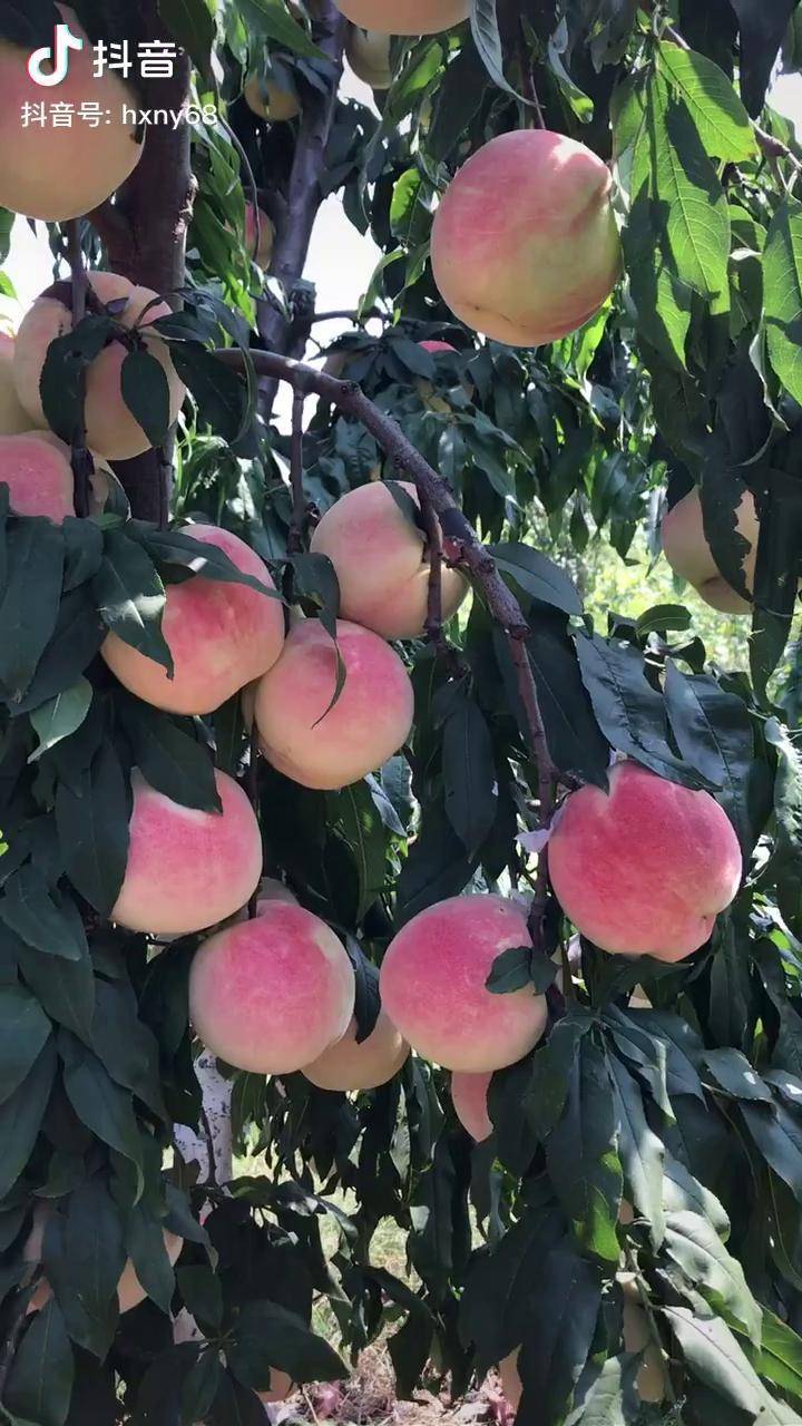 永莲8号蜜桃成熟了水蜜桃糖瓜大叔欢喜农业