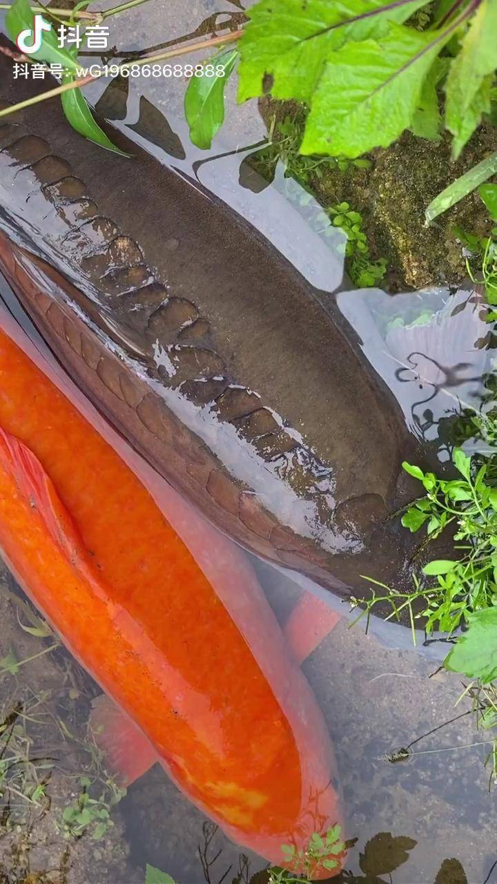 這兩條魚在一起已經十幾年了馬上就要分別上餐桌了最美原生魚