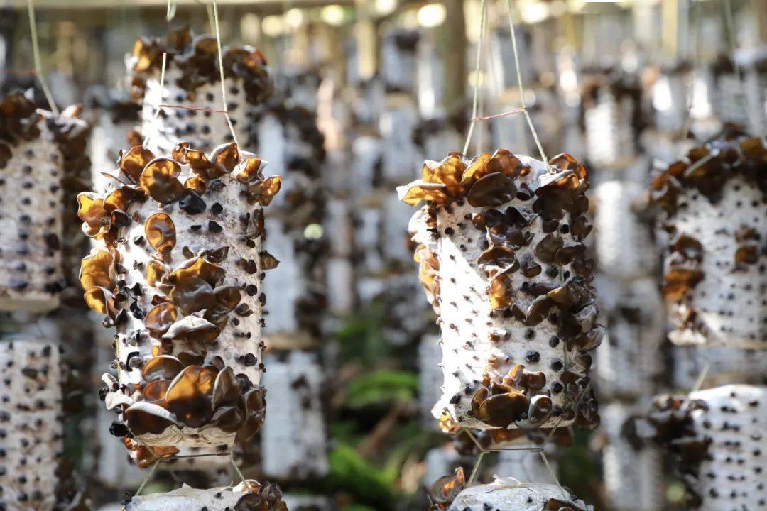 67剑河黑木耳丰收采摘忙