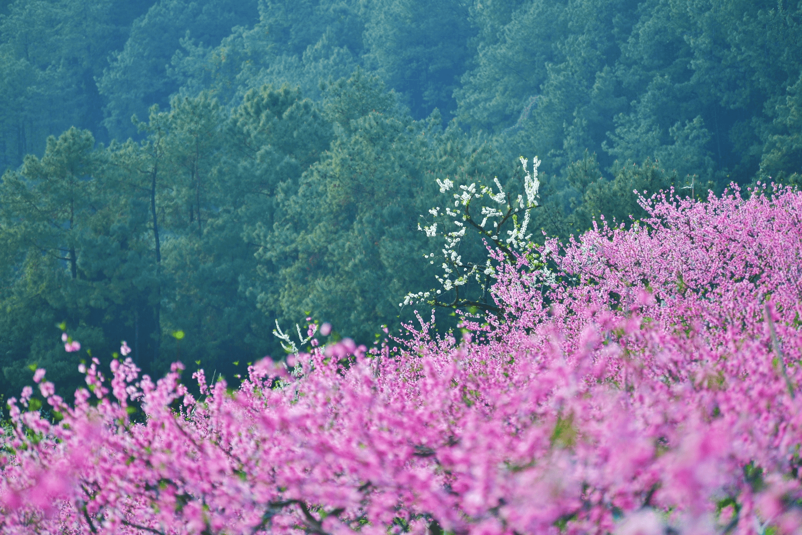 景区|山花烂漫｜忠县黄金镇数十万株繁花次第绽放