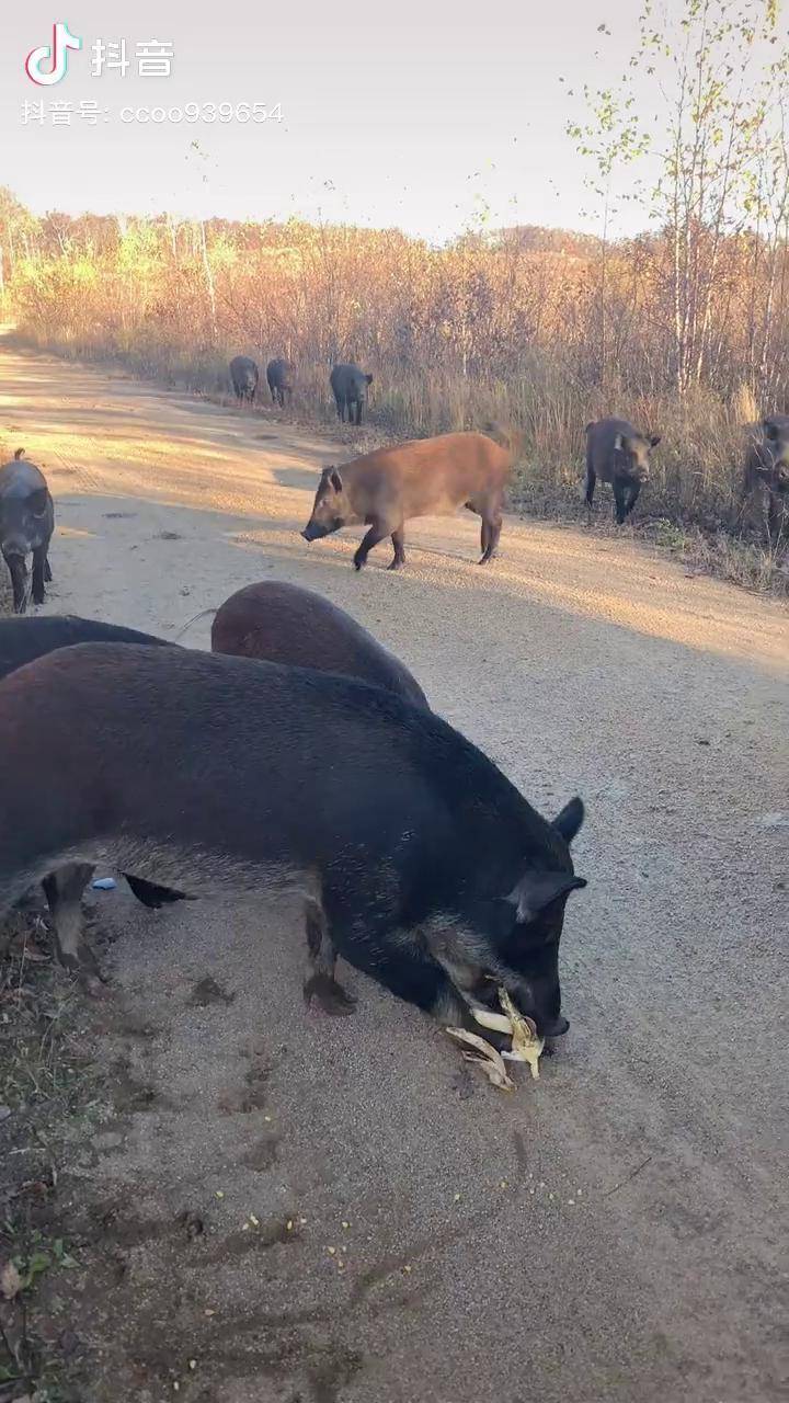 林区散养野猪