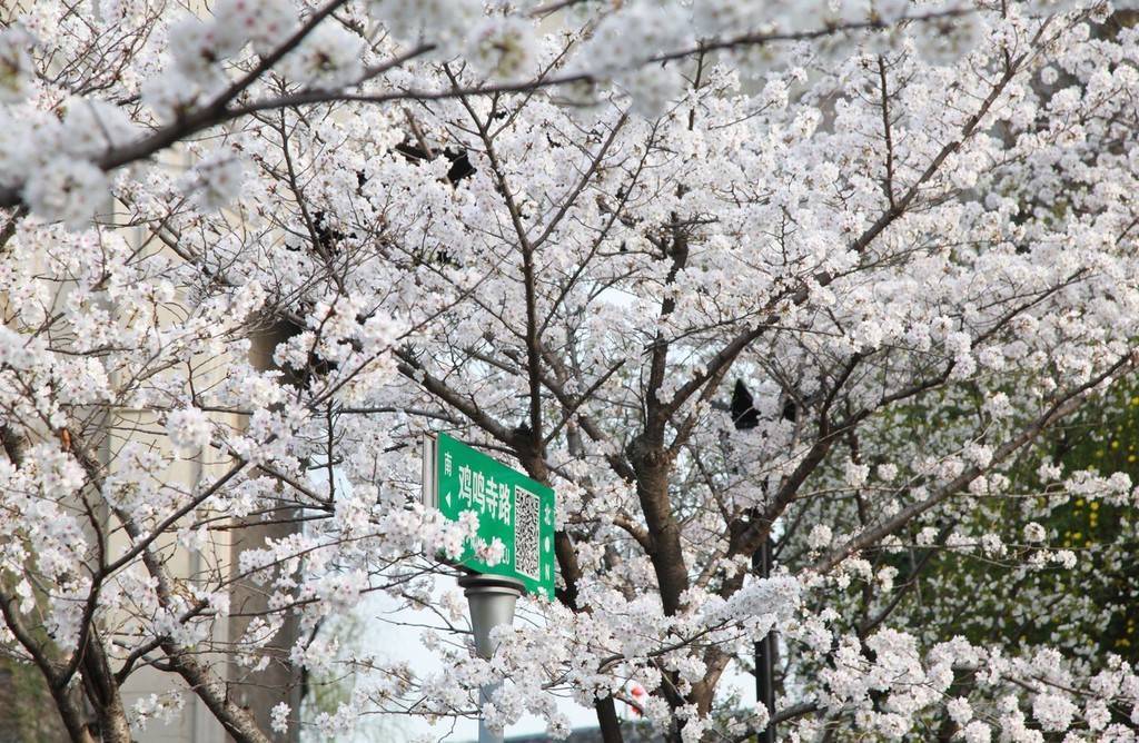 樱花南京鸡鸣寺樱花渐次绽放 洁白如雪美不胜收