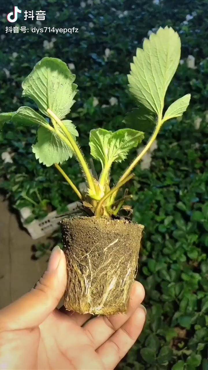 根系发达移栽成活好的穴盘草莓苗育苗基地草莓苗育苗基地穴盘草莓苗