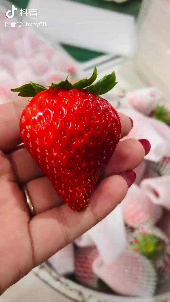 冬天里的第一颗草莓丹东草莓欢喜农业