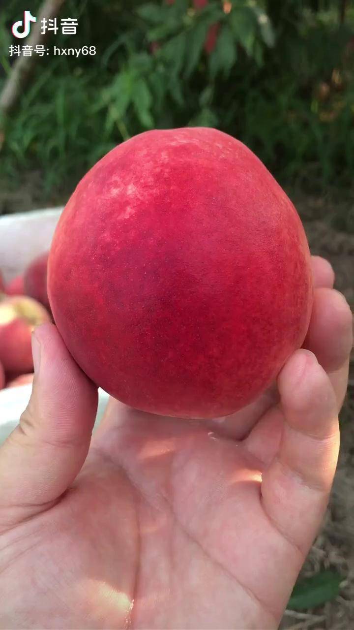 永莲蜜桃熟了清晨的美好新鲜水果水蜜桃糖瓜大叔