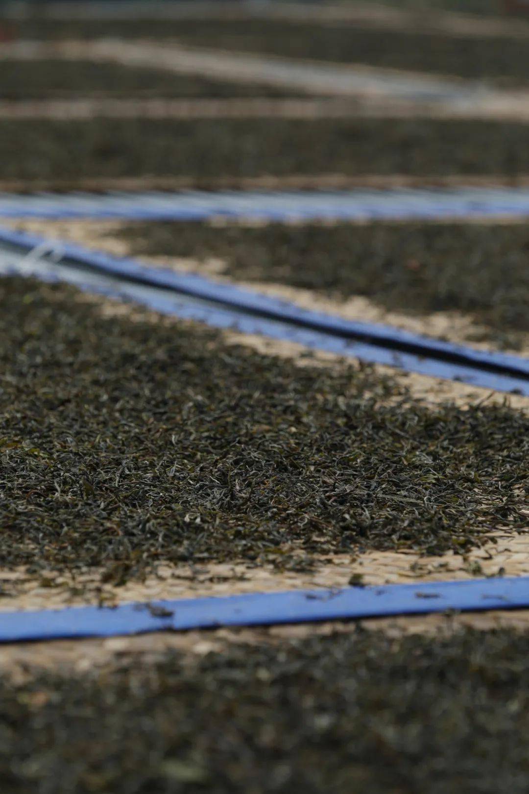 晒青烘青炒青茶叶的三种干燥方式有什么区别