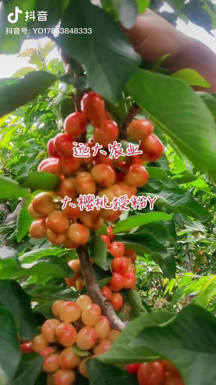 咱家美早大樱桃授粉药效果显著樱桃授粉药美早樱桃热门大樱桃授粉药
