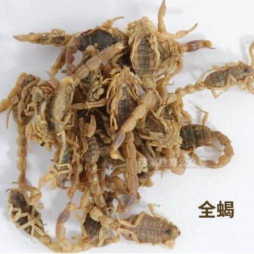 每天学习一味中药蜈蚣