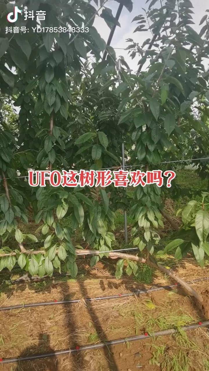 ufo樱桃树形你觉的适合发展吗美早樱桃树自拍热门美早ufo樱桃元气满满