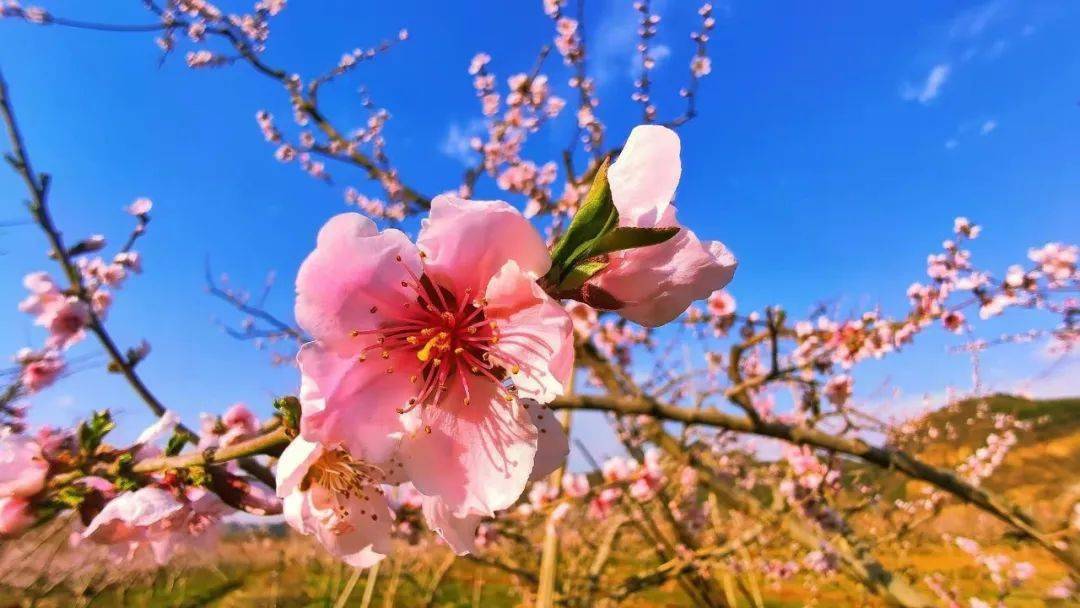 【阅读】春暖花开,京郊藏赏花地攻略已为你准备好,拿走不谢~_桃花