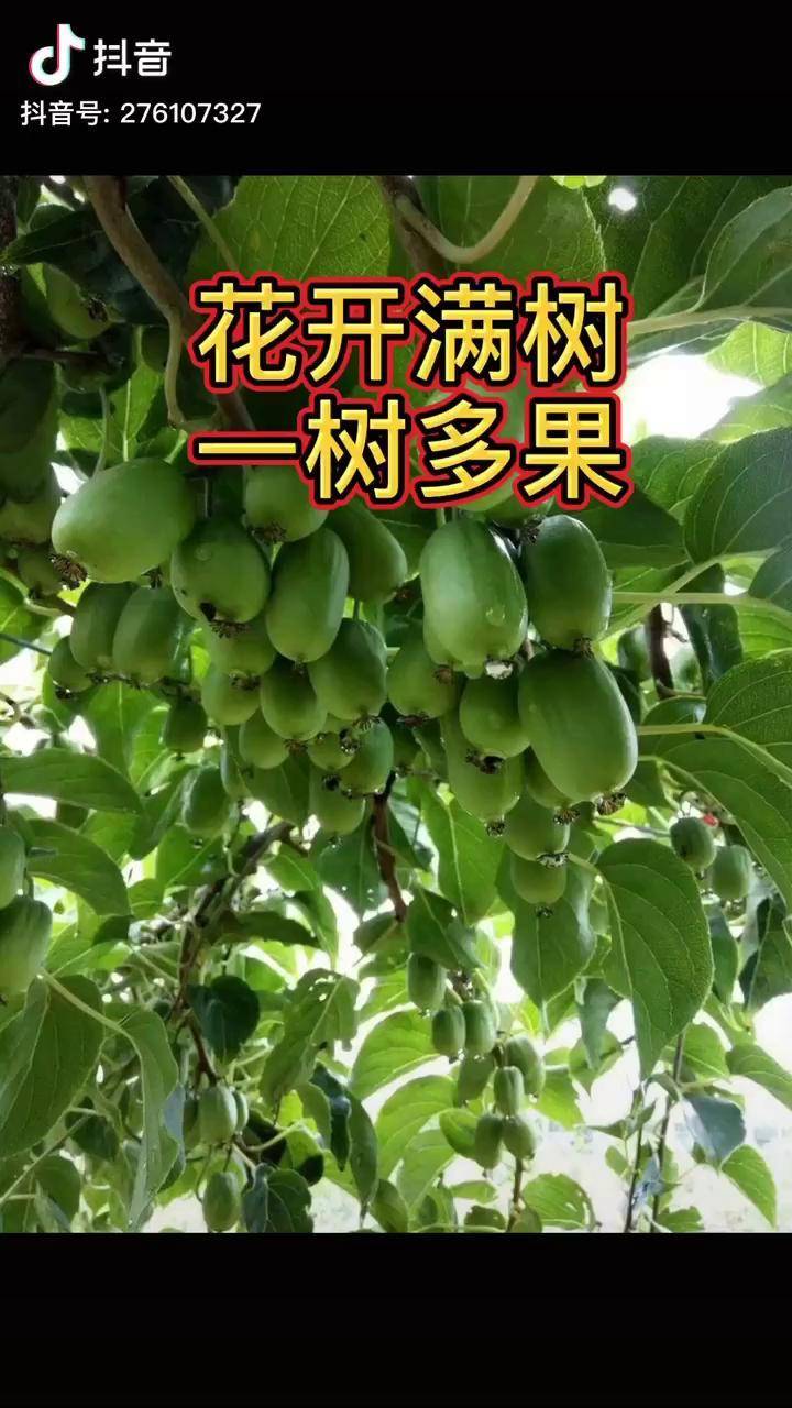 花开富贵一树多果果树嫁接带你看三农