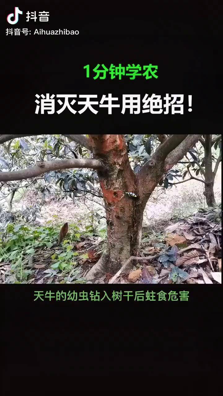 天牛危害刻不容缓消灭1只天牛相当于保护70棵左右的果树农资三农天性