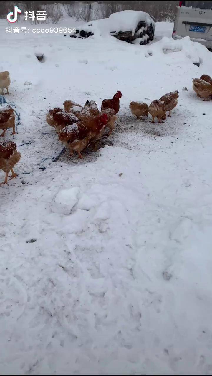 大庆溜达鸡图片