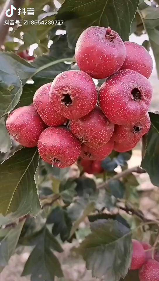 大五棱山楂树苗硕果累累的哦