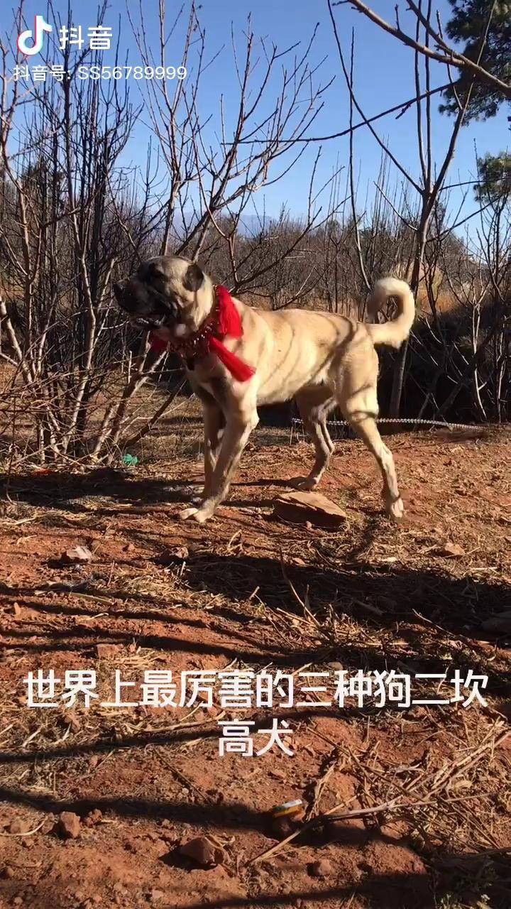 世界最大犬種之一的土耳其坎高犬