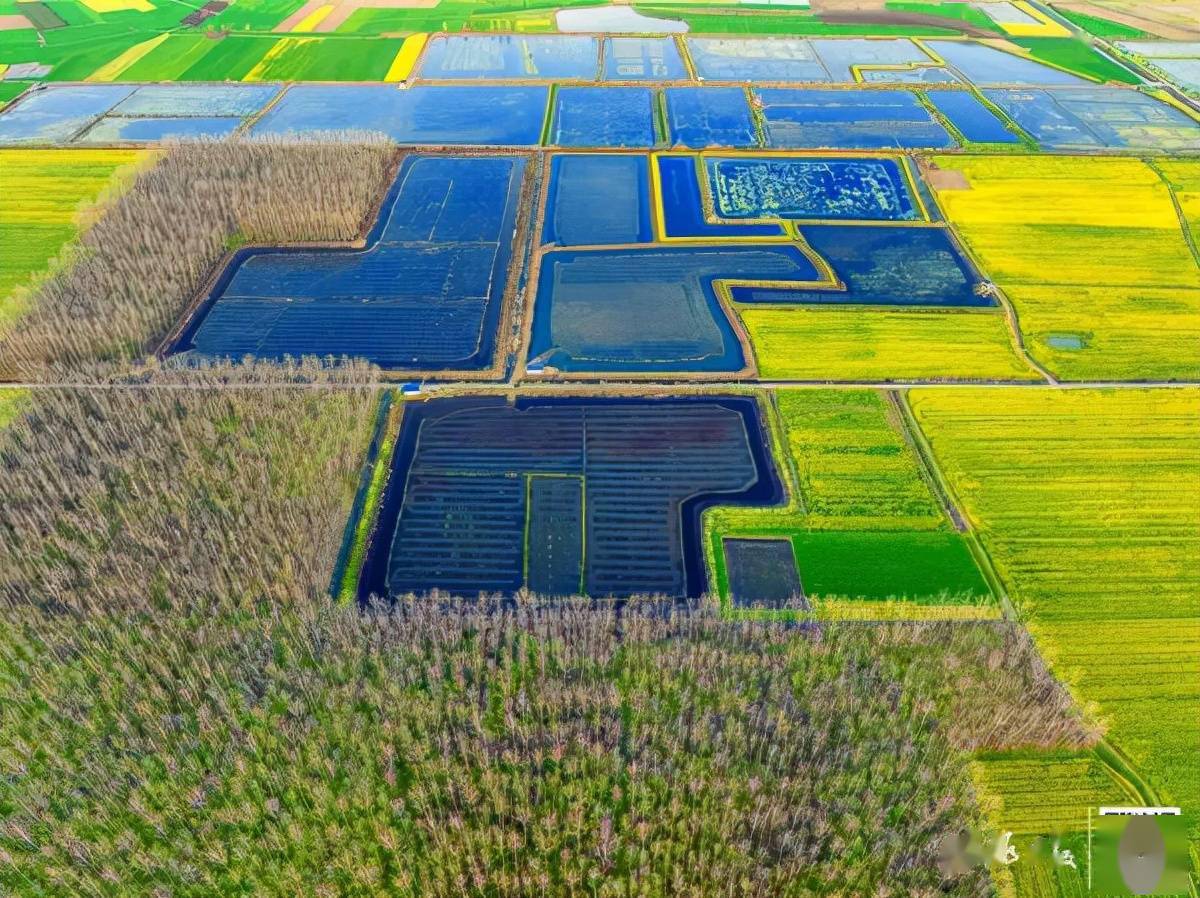 图片来源:仙桃日报游客在杨林尾镇联合垸万亩油菜花海中踏春赏花.