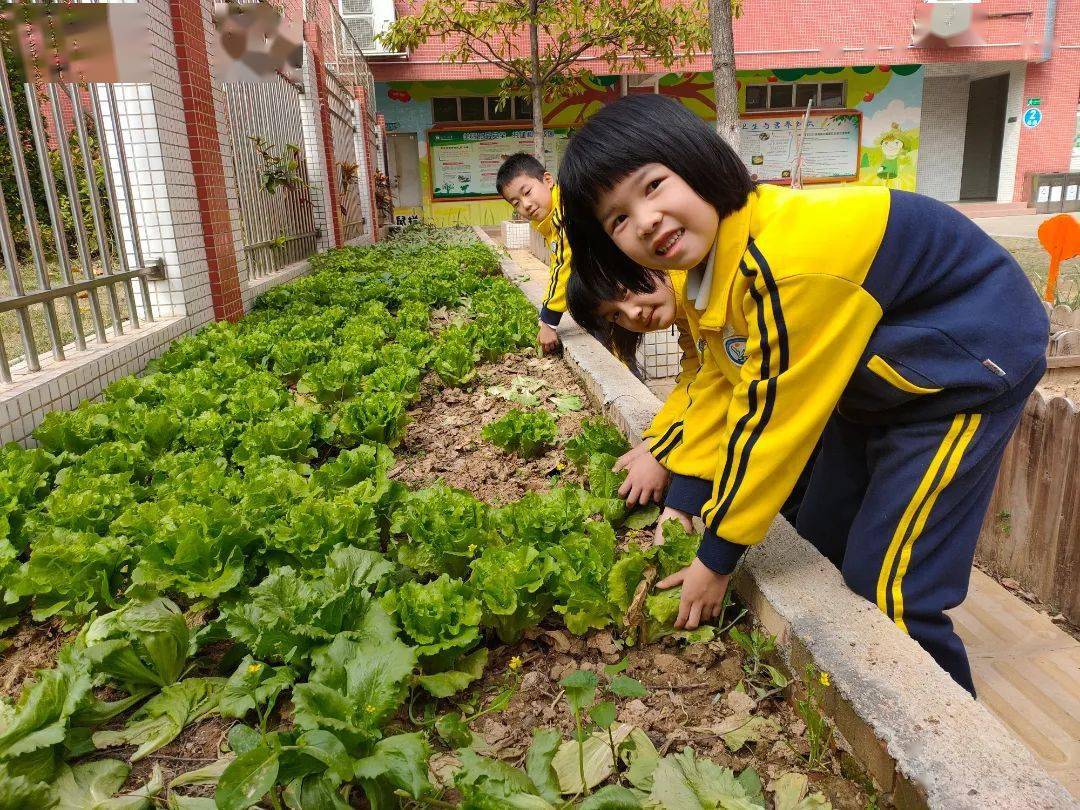 文明校園校園版開心農場走俏三水學生變身小農夫體驗農耕樂趣