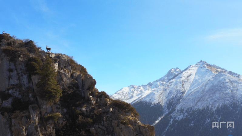 新疆|新疆昭苏：峭壁上跃动的“北山羊”