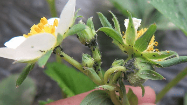 草莓3月管理要点气温回升草莓需要做好三控一管理