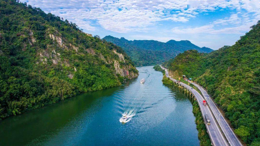 黄花风铃盛开啦特惠38元抢购浈阳峡游船赏黄花风铃1