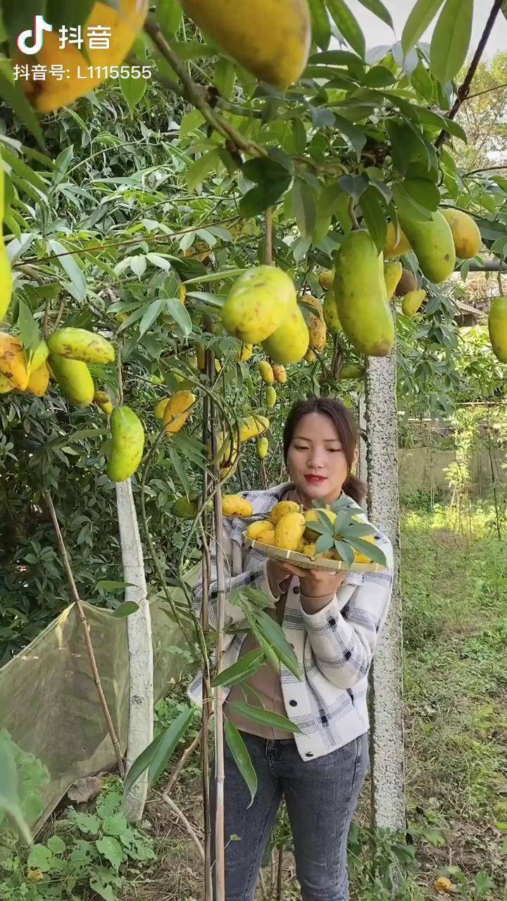 九月瓜熟了外观慢慢变黄变黄就可以吃了你吃过吗