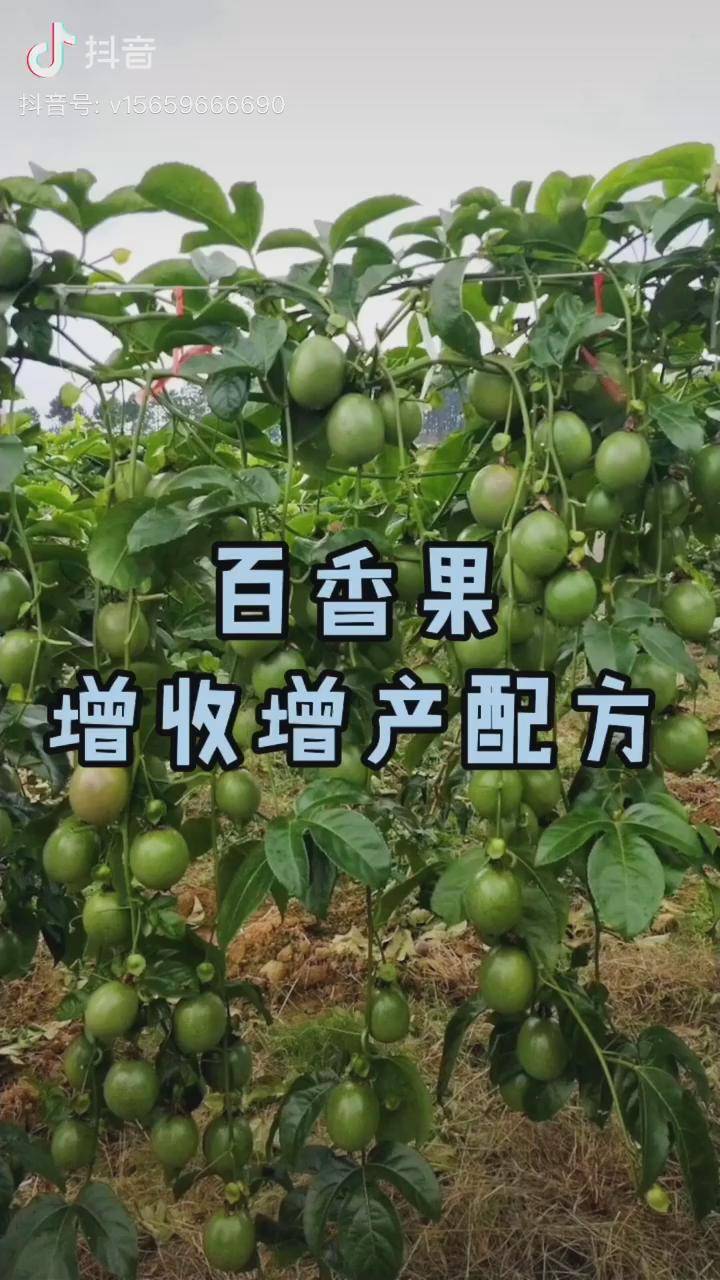 百香果增收增產小技巧磷酸二氫鉀加紅糖絕配百香果種植技術