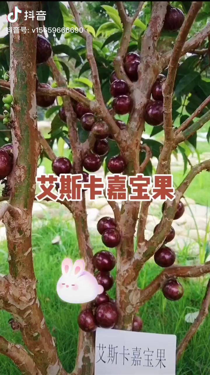 艾斯卡四季早生树葡萄嘉宝果美植袋结果树
