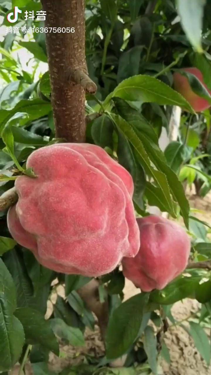 丑桃外观丑内心甜因其外观特别口感脆甜深受客户喜爱