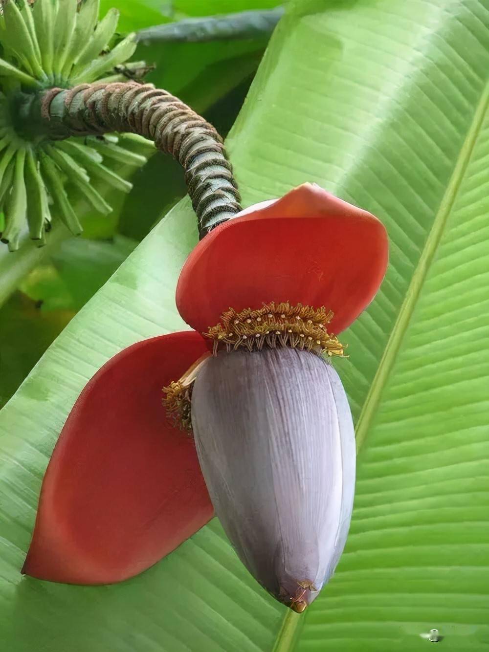 苦刺花_石榴花_芭蕉