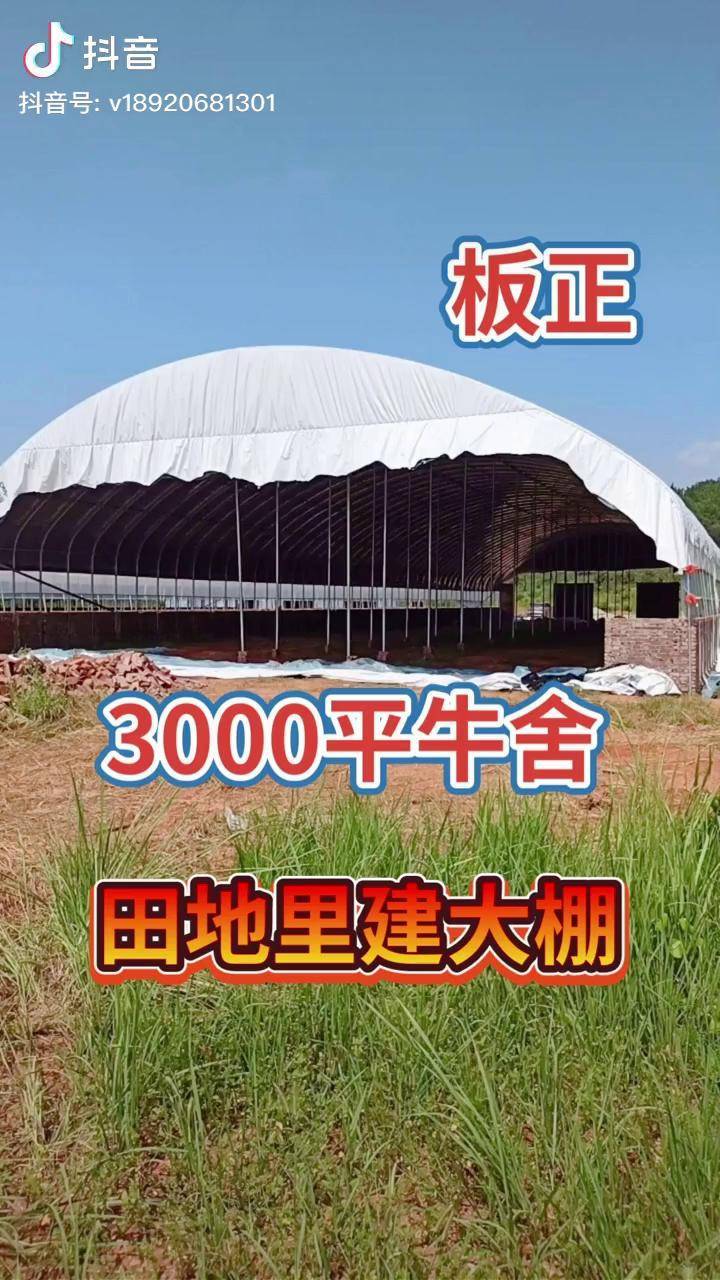 3000平牛舍真板正牛棚养牛棚养殖棚