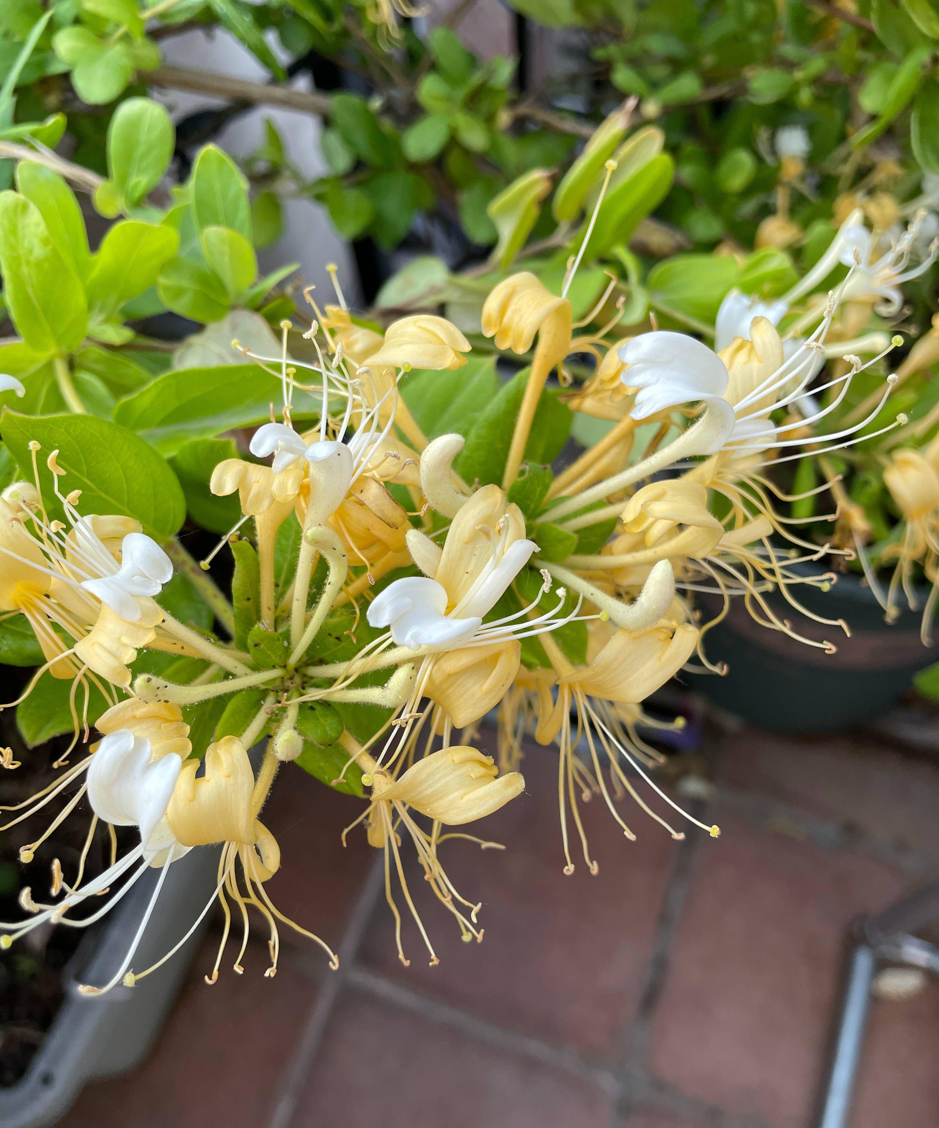 阳台上养一盆金银花,花香而多,爬藤一片,美观又实用_盆栽_枝条_花朵