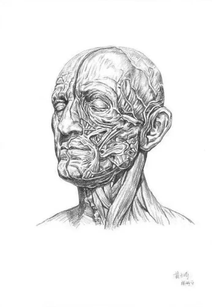 中大医学生喊你线上看展啦!_作品_解剖学_人体