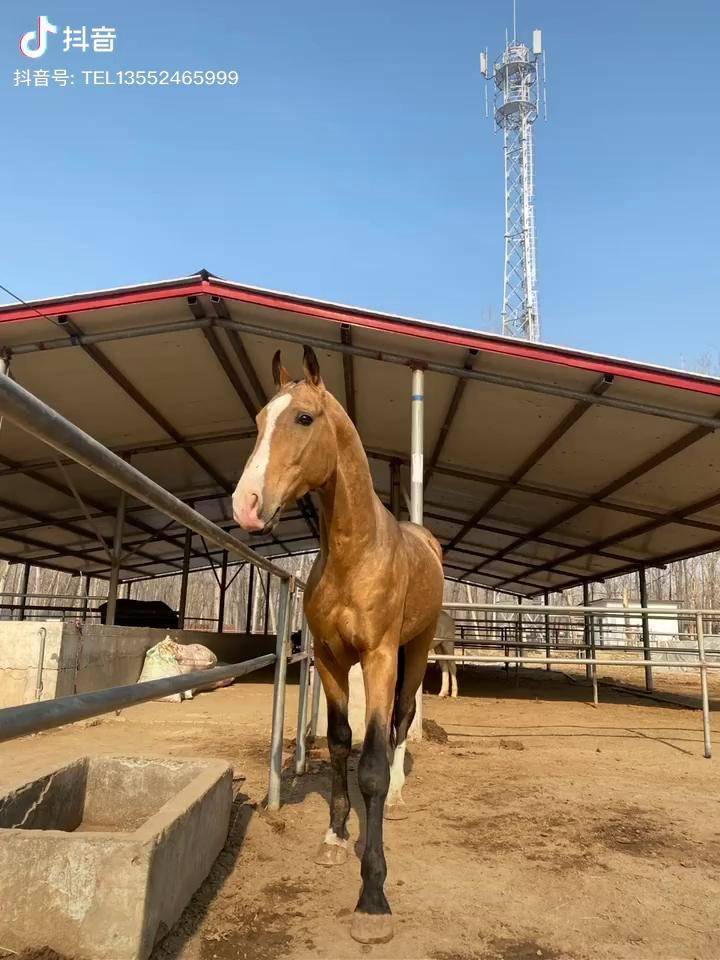 鹿皮金色汗血宝马