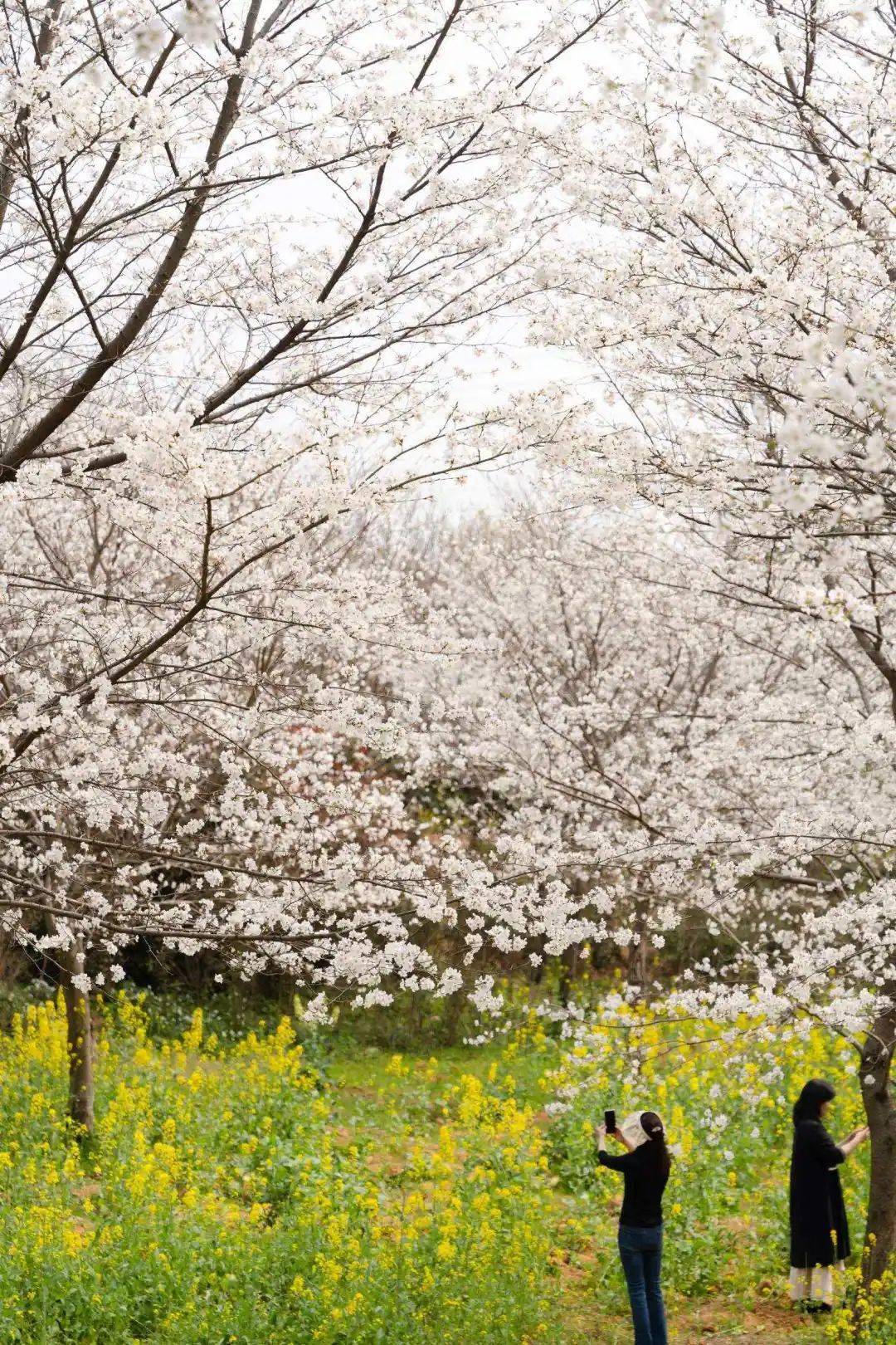 湖南岳阳羊角山樱花图片