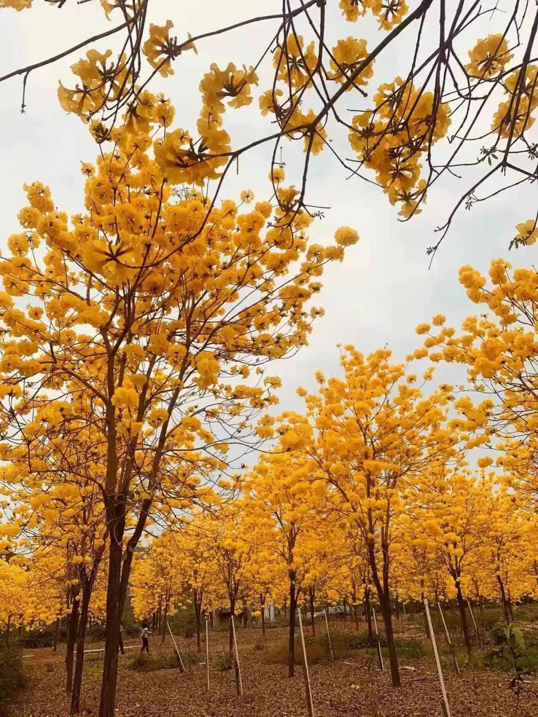 武鸣多地黄花风铃木惊艳绽放惹人醉