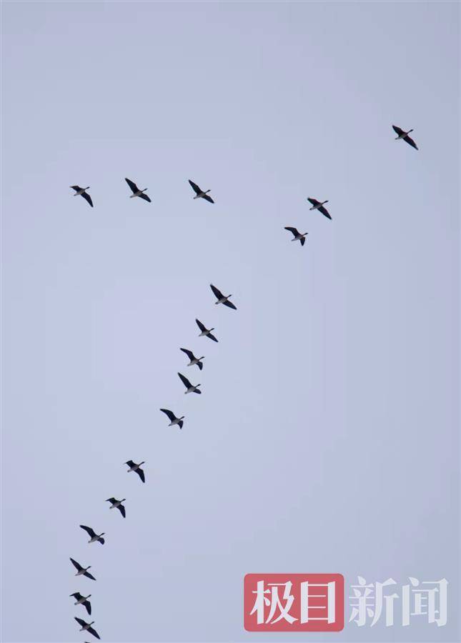 壮观吉林天桥岭上空迎来大批北归大雁