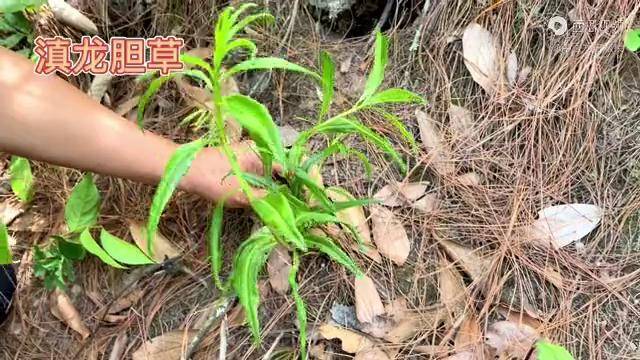 身邊的草藥485滇龍膽草清熱燥溼瀉肝膽火定驚的草藥