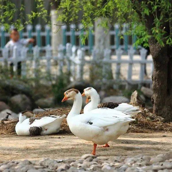 养一只小动物,到底费不费劲?| 今日播单_阳萌_节目_书籍