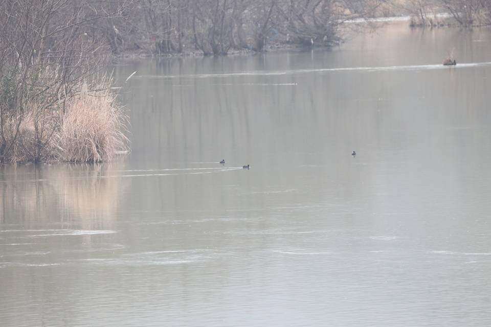 双牌日月湖首次发现燕雀