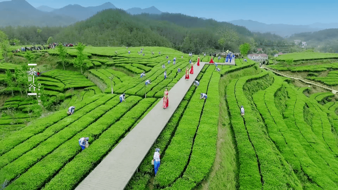 英山茶叶谷茶与爱情图片