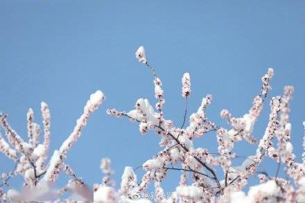 京城|好美！花朝幸见春雪瑞白共飞春华