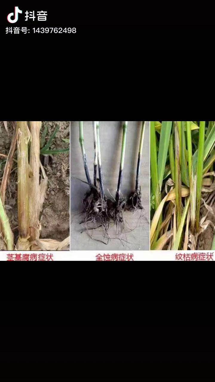 小麦茎基腐病麦杆基部出现水浸状并有部分腐烂状小麦全蚀病俗称黑脚丫