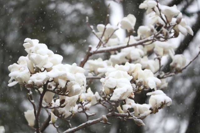 建设|西长安街 雪中玉兰如“白玉花雕”