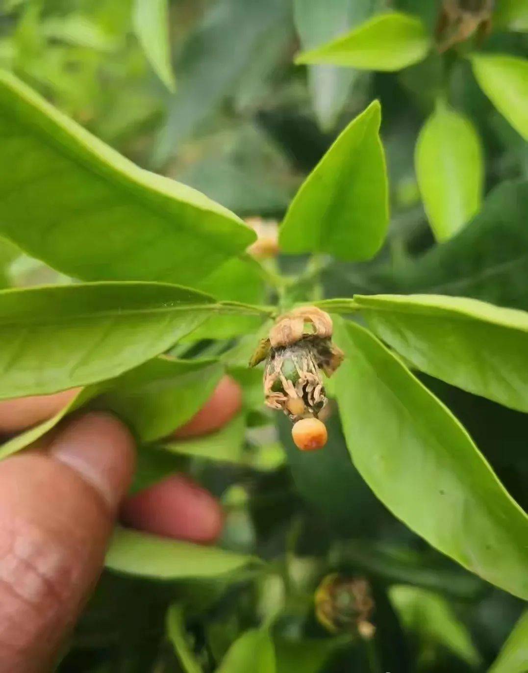 花期护柑:花期阴雨天,"花腐"要当心_防控_柑橘_花皮果