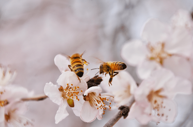 蒲城春花烂漫正当时蜜蜂花丛采蜜忙