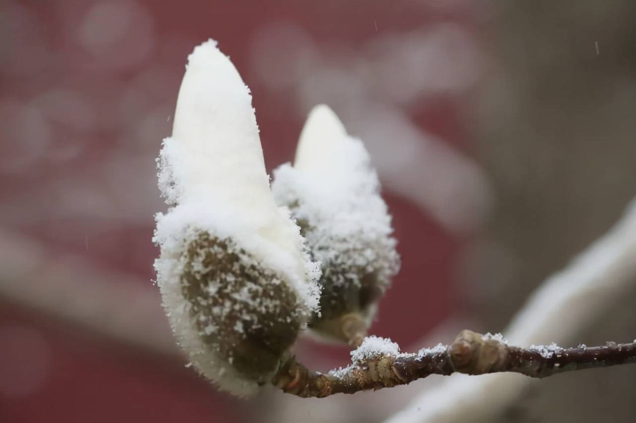 建设|西长安街 雪中玉兰如“白玉花雕”